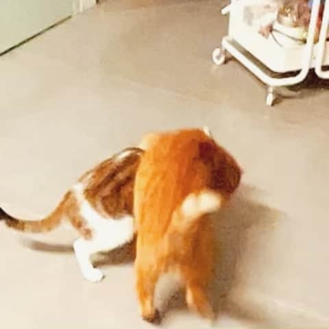 Katetsaiのインスタグラム：「走啦！下班喝一杯去 Hey bro! Let's get a drink after work!  #勾肩搭背惹 #兄弟情 #維士比要套伯朗咖啡 #咦咦沒有啦兩貓還是見面就打  #cat #neko #ネコ #ねこ #猫  #Machifansclub #麻吉Machi  #Michaelfansclub #麥摳Michael #catsofinstagram #katetsaivideo」