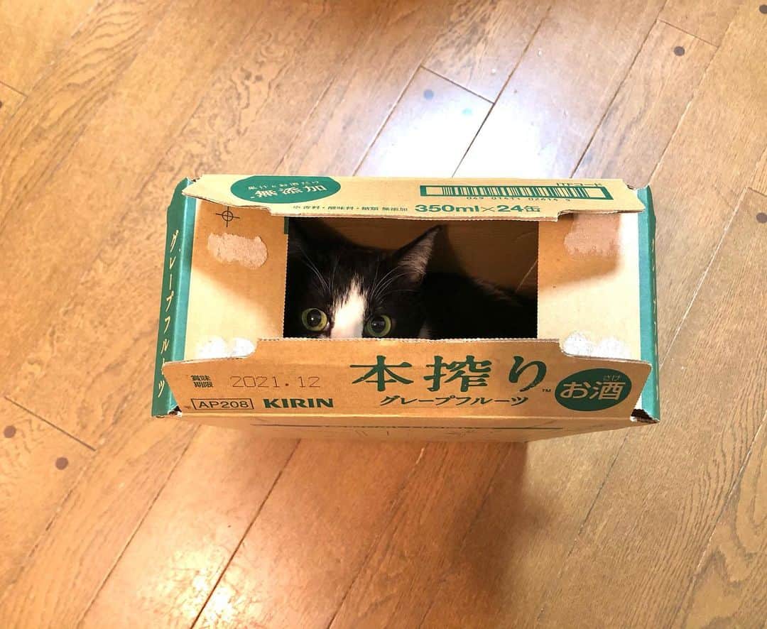 辻本耕志さんのインスタグラム写真 - (辻本耕志Instagram)「ん？、、、うん。 #猫　#ねこ　#ネコ　#ごま　#cat #ダンボール」2月23日 13時57分 - tsujimotokouji