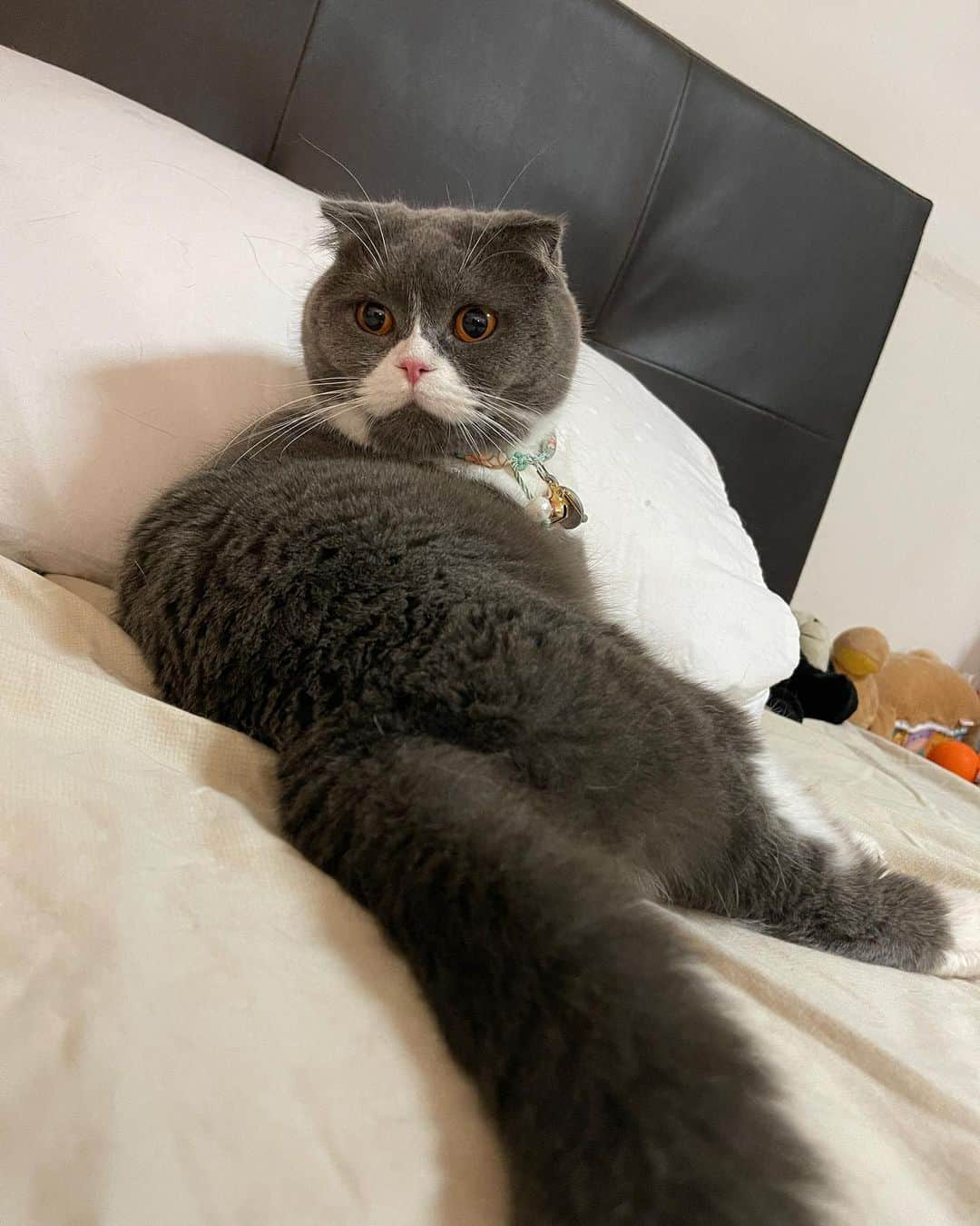 YingTzeさんのインスタグラム写真 - (YingTzeInstagram)「EarlGrey appears on your feed ! You will be blessed with good luck today 😎❤️ _ #blessed #scottishfold #scottishfoldlovers #catsmalaysia」2月23日 14時01分 - yingtze