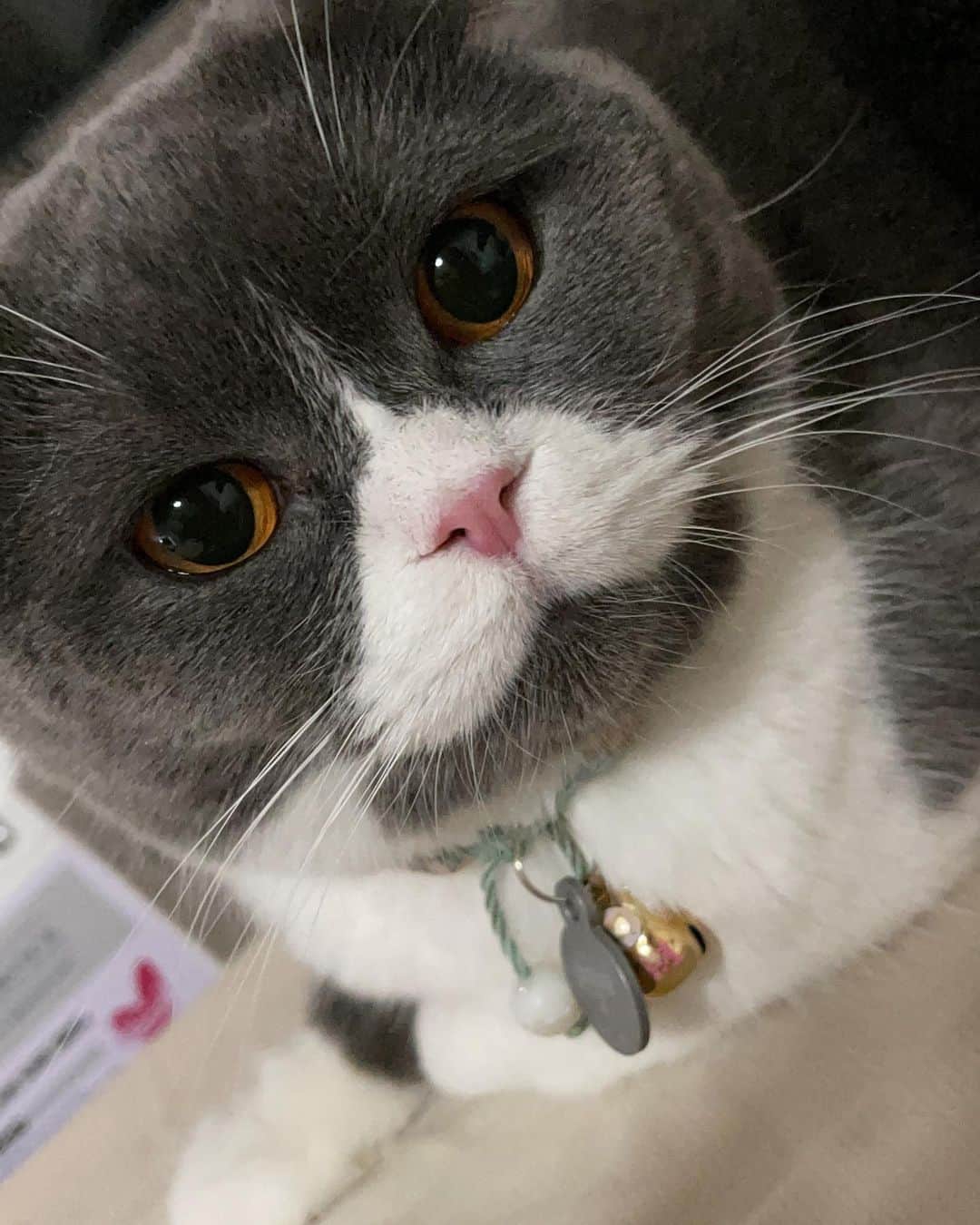 YingTzeさんのインスタグラム写真 - (YingTzeInstagram)「EarlGrey appears on your feed ! You will be blessed with good luck today 😎❤️ _ #blessed #scottishfold #scottishfoldlovers #catsmalaysia」2月23日 14時01分 - yingtze