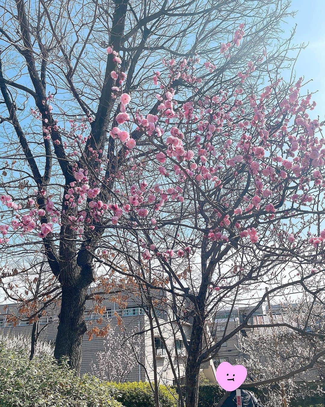 みきママさんのインスタグラム写真 - (みきママInstagram)「【近所の公園に行きました〜！！】  梅が満開です✨✨✨遊具で遊んで、梅を見て、近所のサンドウィッチ やパンを買って、お家で食べました〜‼️  男子は家で待っていて、女子だけぶらぶらしました😆😆😆もっとゆっくりしたかったけどね、男子がご飯を待ってるから帰ります😆😆😆  はる兄、サンドウィッチの食べ方、下手くそだな。  #みきママ　#お散歩　#梅　#サンドウィッチ」2月23日 14時44分 - mikimama_official