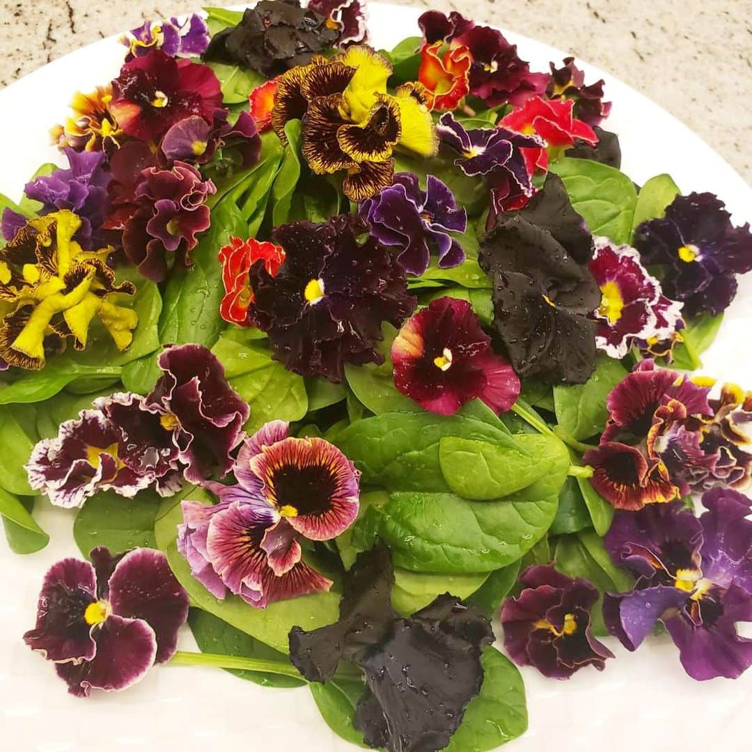 梅沢富美男さんのインスタグラム写真 - (梅沢富美男Instagram)「まんぷく農家メシで伺った横山農園さんからこんなに綺麗なブーケ頂きました。 なんと、これエディブルフラワーって食べられるお花なんです！ 早速サラダで頂きました。 身体が綺麗になった気がします！」2月23日 14時45分 - tomioumezawa