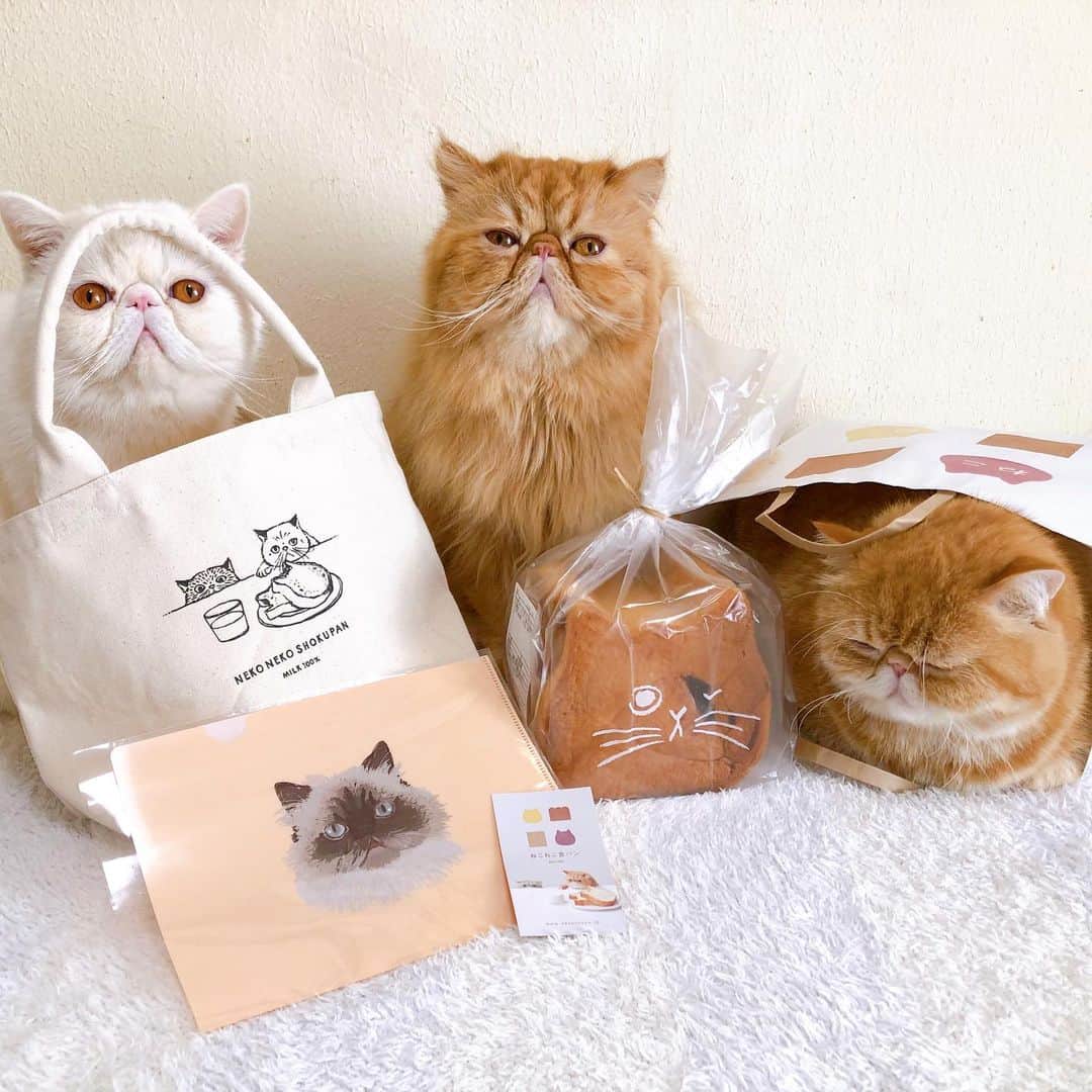 女将さんのインスタグラム写真 - (女将Instagram)「BUN&ULU&NOAH  遅ればせながら #猫の日 投稿。  仕事の帰り道に偶然ゲット。 ねこねこ食パンにバッグとクリアファイル ついてたら無視出来ませんよね？  だって猫の日だもん。笑  #ねこねこ食パン #きな粉餅部屋」2月23日 15時09分 - kinako_mochicat