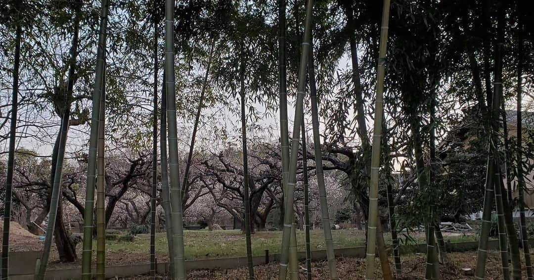 多和田えみさんのインスタグラム写真 - (多和田えみInstagram)「通りすがりの梅の森🌳  癒されます…✨    #梅の花  #plumblossom」2月23日 15時10分 - tawata_emi