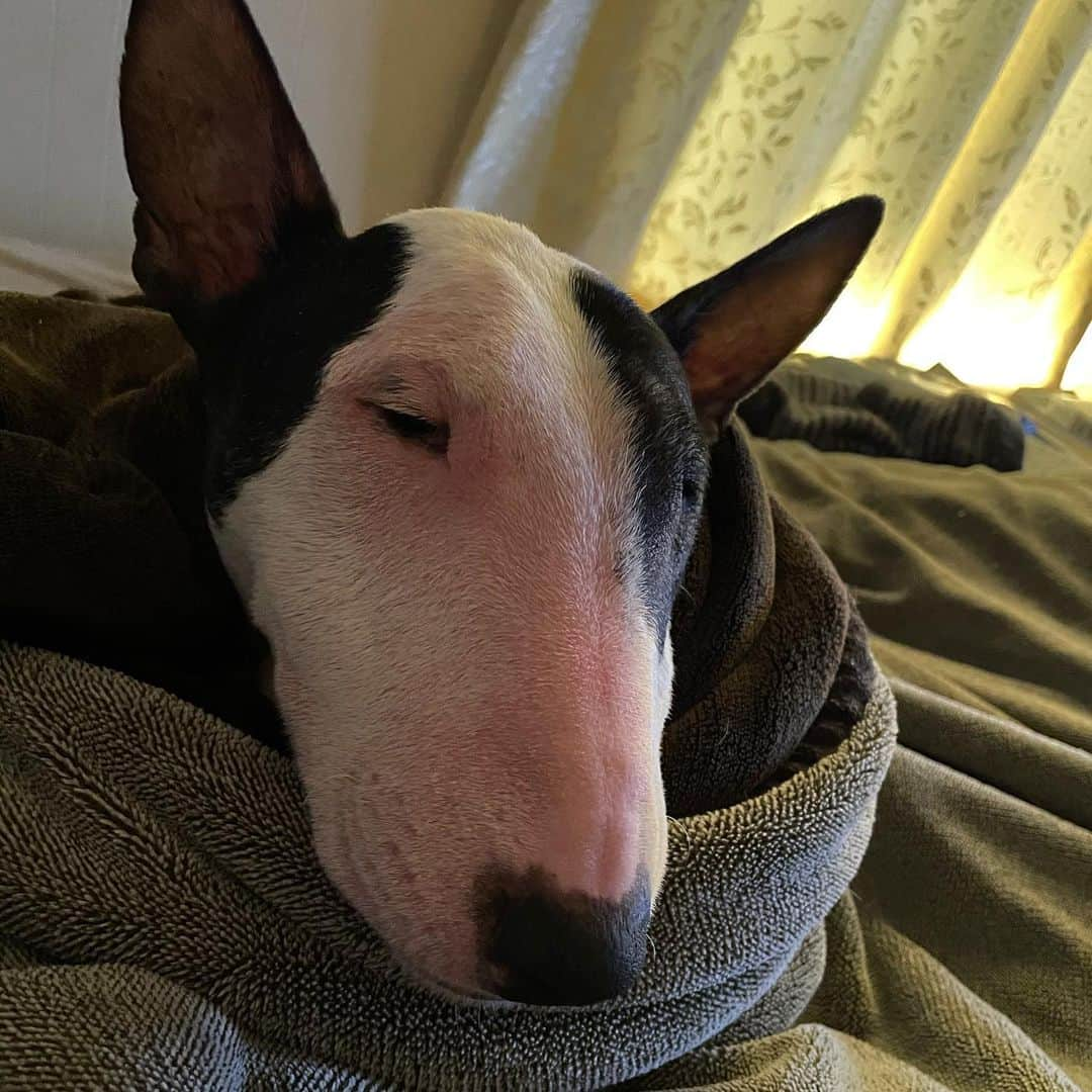 Q太郎さんのインスタグラム写真 - (Q太郎Instagram)「#minituru#bull#terrier#minibullterrier#miniturubullterrier#dog#dogstagram#cute#qtaro#love#family#ミニチュア#ブルテリア#ミニチュアブルテリア#Q太郎」2月23日 15時22分 - qtaro.jun