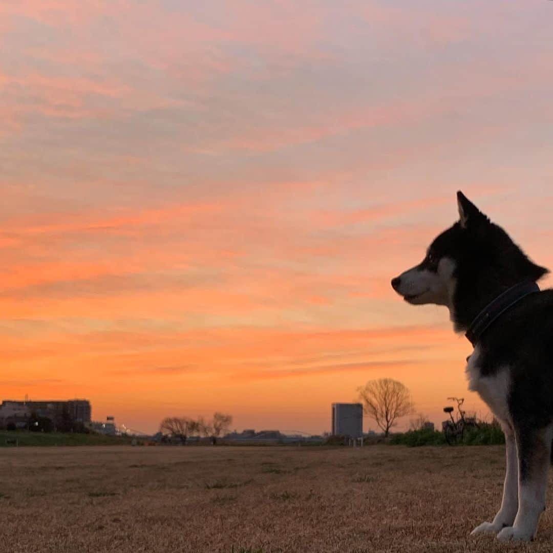 のインスタグラム：「G☺︎☺︎d m☺︎rning TOKYO🐕 #朝焼け #朝焼け空 #朝焼けの空 #あさやけこやけ #あさやけこやけ部 #朝んぽ #おはようモーニング #GoodMornjngTokyo #MYTOKYOIS #TokyoTokyo #kuroshiba #blackshiba #shibainu #shibastagram #instadog #dogstagram #柴犬 #黒柴 #イッヌ #いぬら部 #柴犬のいる暮らし #柴犬のいる生活 #柴犬と一緒 #わんダフォ #わんだふるJapan #iPhoneXSで撮影」