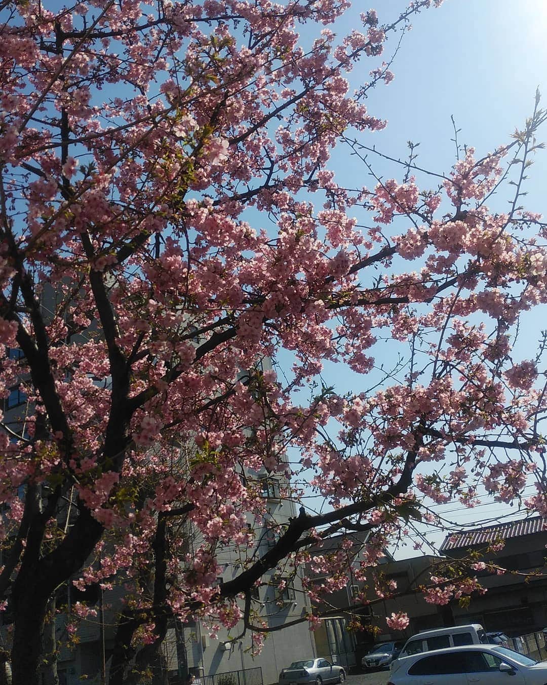 若狭たけしさんのインスタグラム写真 - (若狭たけしInstagram)「道路沿いに1本だけ咲いている木もありました。 #桜」2月23日 6時24分 - takeshi_wakasa