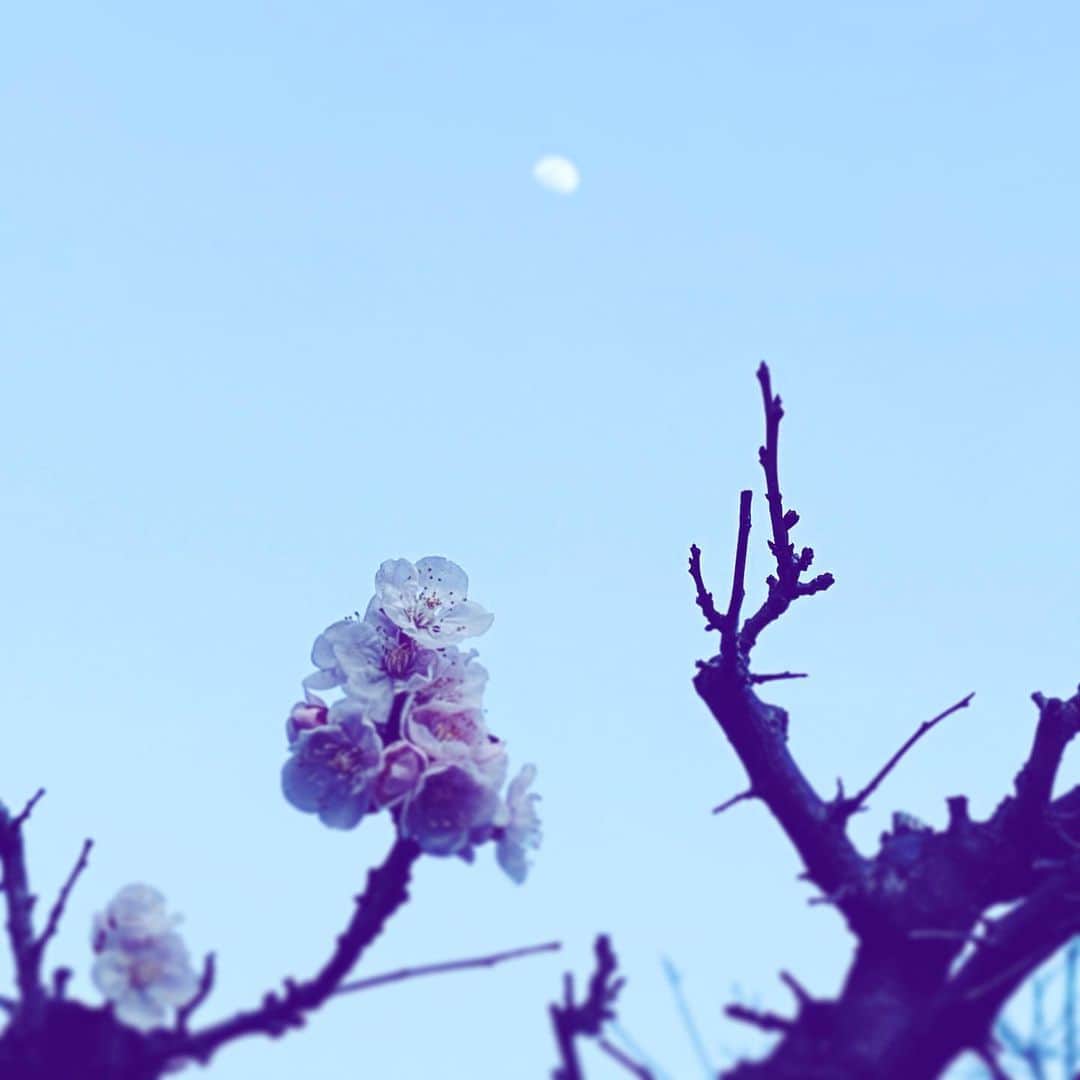 中野敬久さんのインスタグラム写真 - (中野敬久Instagram)「#moon #flowers #flowersoflife #dusk」2月23日 7時08分 - hirohisanakano