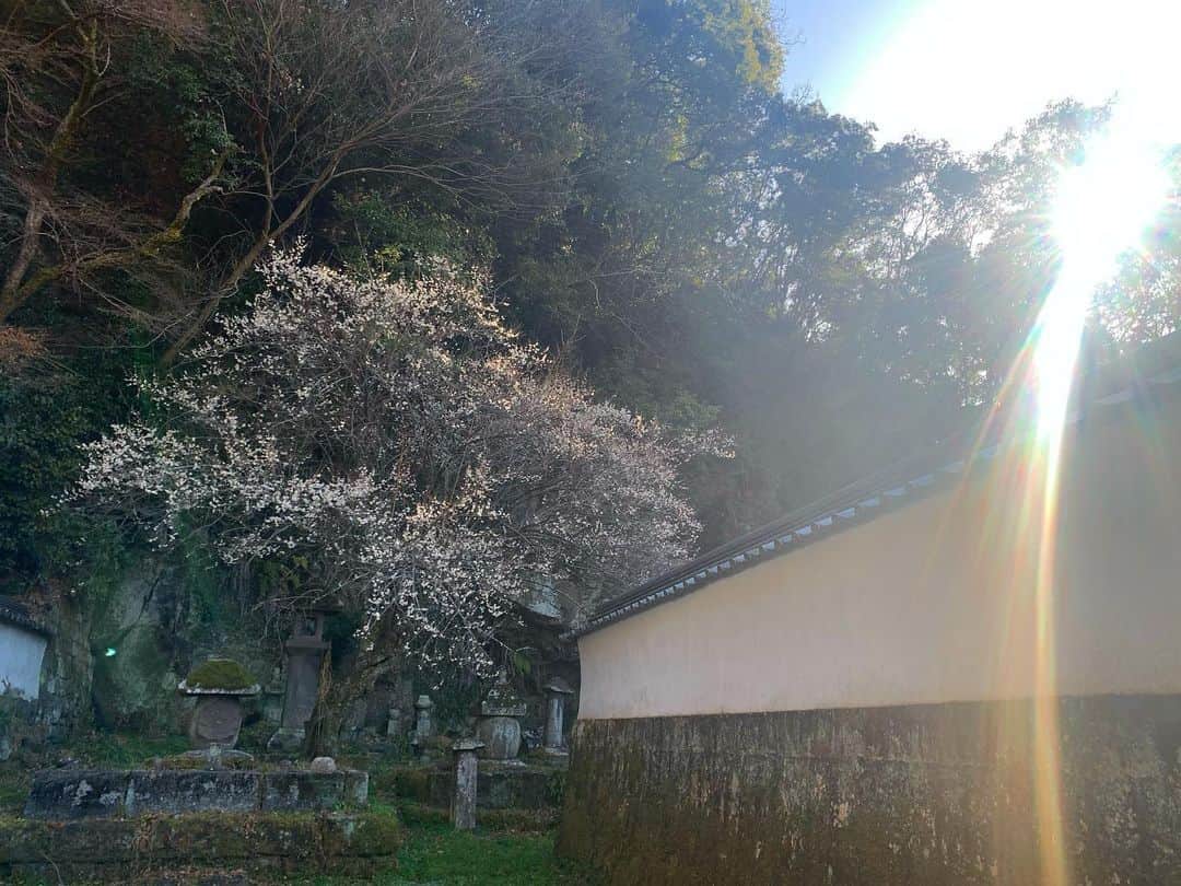のインスタグラム：「あちらこちらで 梅の香り。  見頃を迎えています✨  #大分　#竹田　#oita #taketa #梅　#japan #traveljapan #人と地球に健やかな暮らし　#春　#ツタエルヒト。」
