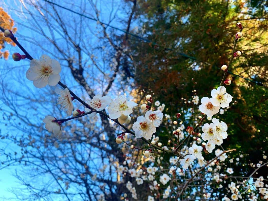 齊藤美絵さんのインスタグラム写真 - (齊藤美絵Instagram)「あちらこちらで 梅の香り。  見頃を迎えています✨  #大分　#竹田　#oita #taketa #梅　#japan #traveljapan #人と地球に健やかな暮らし　#春　#ツタエルヒト。」2月23日 7時23分 - saitomie