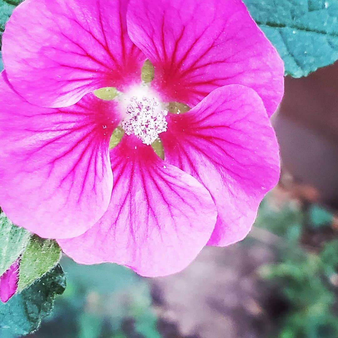 ガソリングラマーさんのインスタグラム写真 - (ガソリングラマーInstagram)「PINK LADY FRIEND IS BACK & BLOOMING🌸 #GASOLINEGARDEN #ILOVEGARDENS #GARDENSRULE #GARDENCHURCH #GARDENPARTY #GARDENMAGIC #AVANTGARDEN #GARDENS #GARDENGANGSTER #GARDEN #GRADENLIFE #GARDENER #GARDENTIME  #GARDENING #VEGETABLEGARDEN #FLOWERS #SUCCULENTS  #PLANTS  #CACTUS #AYEARINFLOWERS  #shadowhills  #THANKYOU  @gasolineglamour  #GASOLINEGLAMOUR #PLANTSOMESHIT  #GROWSOMESHIT @nicksnursery  #NICKSNURSERY」2月23日 7時38分 - gasolineglamour