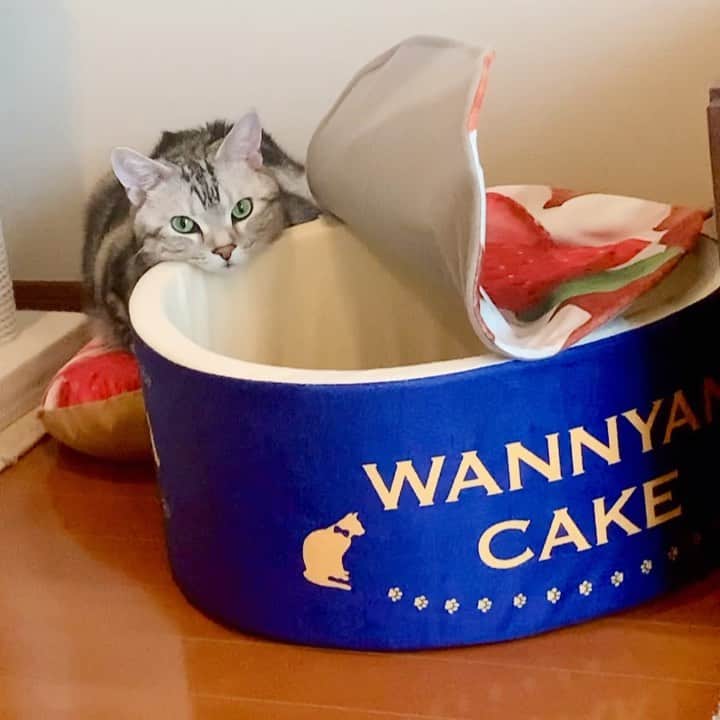 のインスタグラム：「Good morning! Bonjour!﻿ This is a strawberry cake 🍰 bed for pets of @meidai_official.  My mom liked that on sight😍❤️ but it takes time to get used to new bed for cat. （Mom: Alain uses it in his individual way now😂). * おはようございますにゃん！ メイダイ　@meidai_official の #うまうまうちの子ベッド 。サバの缶詰やクリーミースープといったデザインの中で、ママがかわいいっ！てひと目で気に入ったのがこちらのいちごケーキ🍰。フタも中のクッションもかわいい😍❤️。途中経過としては「おしい！」ところまできたのですが、まだ中までしっかりは入ってくれません。しかも間違った使い方でご満悦だよ😸😅。もうしばらく時間をかけて、慣れてもらおうと思います。いつかキメのかわいい写真を撮りたい！（今のところ、アランはクッションにのって、ベッドにアゴをのせるという、独自の使い方をしています。気に入ってはいるみたい、アランなりに😂）。 * #catstagram #cat_features  #topcatphoto #cutepetclub #catsofinstagram #cats_of_world #meowsandwoofs #meowvswoof﻿ #excellent_cats #catstocker  #bestmeow #INSTACAT_MEOWS #peco #animalsco #mofmo #みんねこ #ふわもこ部 #ねこのきもち #アメショー #アメリカンショートヘア #猫 #猫好きさんと繋がりたい #nekoclub#pr」
