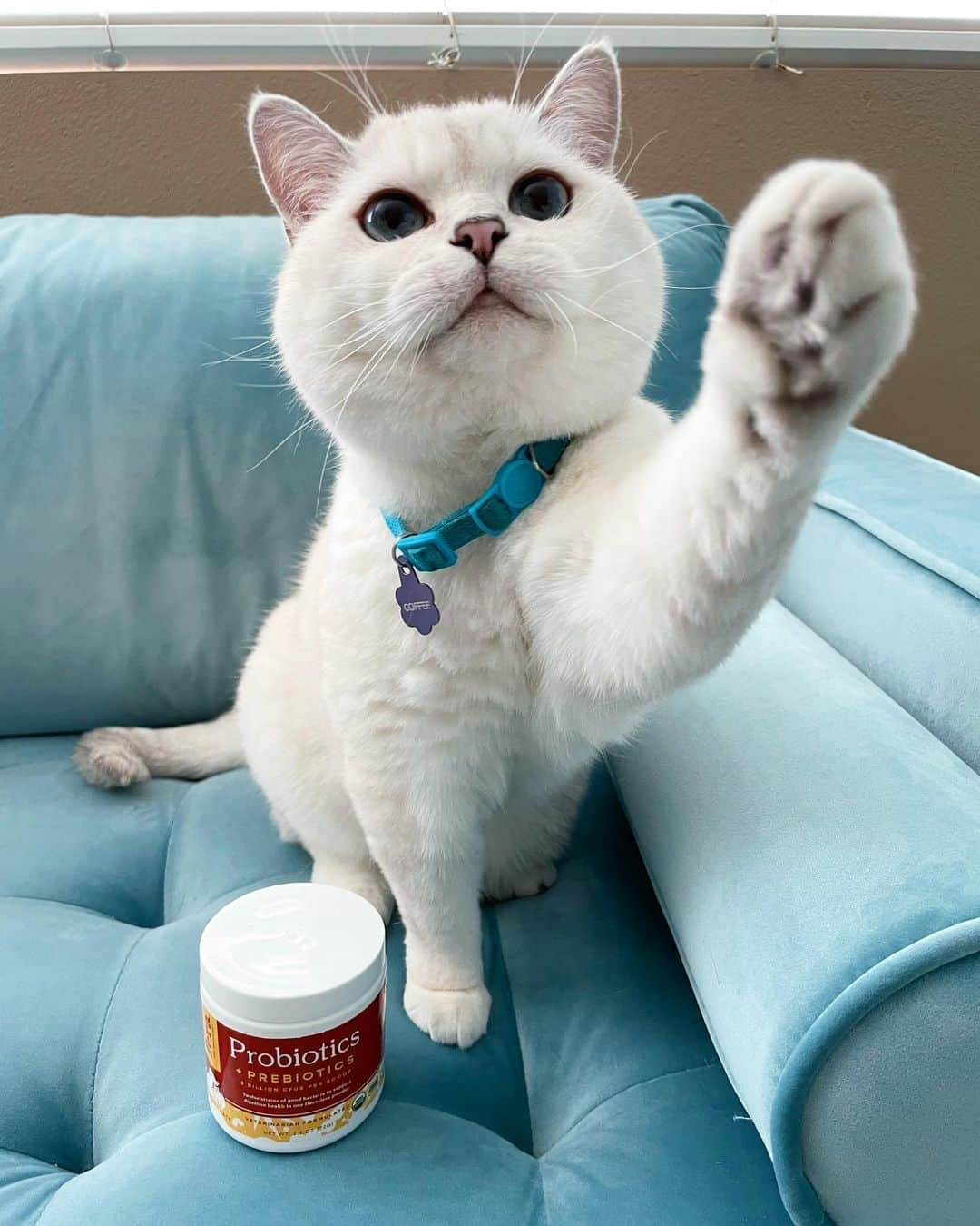 ミスター・ホワイトさんのインスタグラム写真 - (ミスター・ホワイトInstagram)「Every kitty needs a little support sometimes and when I need support, I trust @ferapetorganics because their supplements are veterinary formulated. Mommy sprinkles Probiotics + Prebiotics into my breakfast to keep my tummy nice and healthy. It also helps with immunity, coat, metabolism, and energy! Visit the link in my bio to learn more! #ad Use code NALA15 for 15% off your entire order」2月23日 7時45分 - white_coffee_cat