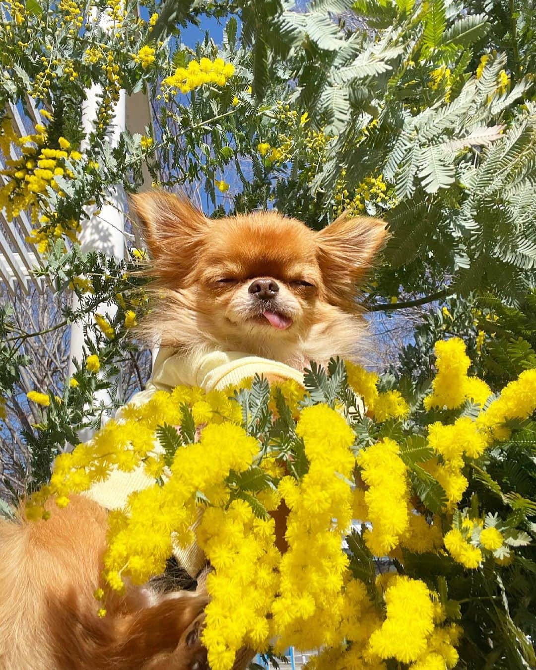 kayoのインスタグラム：「* * * 去年はまだ小さかったミモザの木🌳 今年は大きくなってキレイに咲いてたよ✨✨✨ モフモフでかわいいーー😆💛 * * * 昨日の朝からくしゃみ連発🤧 嫌ーーな花粉症の季節が来てしまった😭 * * * 去年はお薬飲まなきても乗り切れたのに 今年は早速お薬のお世話になりました😅 * * * kulio💛🌿 * * * #ミモザ #ミモザの木 * #chihuahua#chihuahualove#dogstgram#dog#instadog#チワワ#チワワ大好き#チワワのいる暮らし * * *」