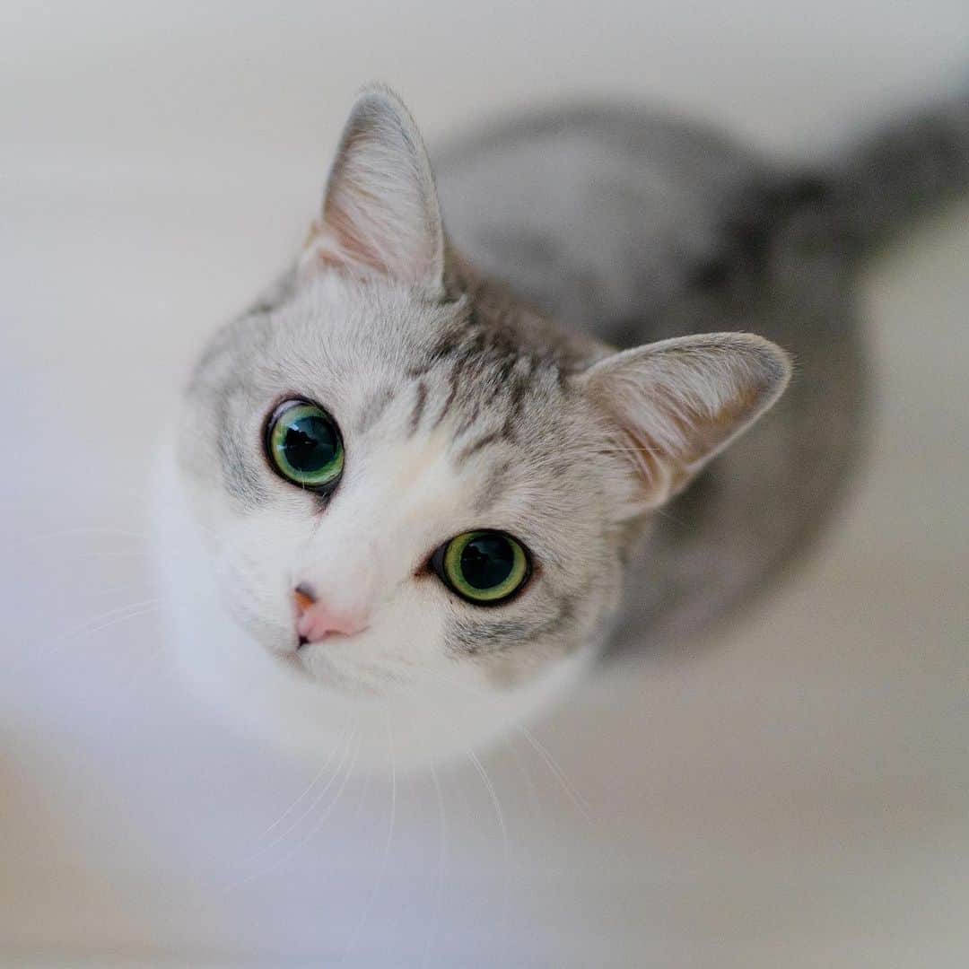 のインスタグラム：「* Looking me in the eye asking me to open the door she's not allowed to enter🤣 . 入ってはいけない部屋に入れてくれと目で訴えてる🤣 #元野良猫部 #元野良もカワイイ説普及隊 *」