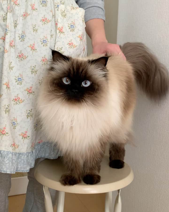plumeのインスタグラム