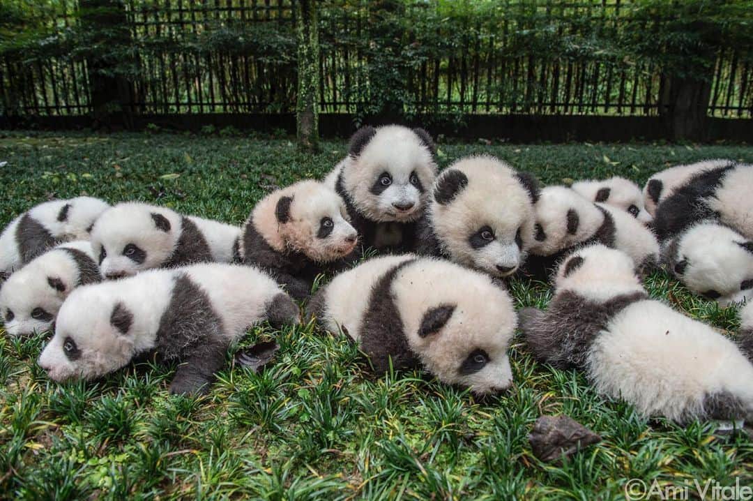 thephotosocietyさんのインスタグラム写真 - (thephotosocietyInstagram)「Photo by @amivitale // Chinese scientists and their international counterparts cracked the puzzle of successfully breeding pandas in captivity after decades of disappointment. Here a bumper crop of baby pandas walk in the grass at Bifengxia Panda Base in Sichuan Province, China.   My book, Panda Love, features my long-term work on these adorable ambassadors made on assignment for @natgeo. See more on my feed @amivitale. ⠀⠀⠀⠀⠀⠀⠀⠀ #panda #pandas #babypanda #pandamonium #ipanda #giantpanda #pandacub #endangered #china #conservation #savetheplanet #photojournalism #amivitale #empathyiseverything」2月23日 8時27分 - thephotosociety