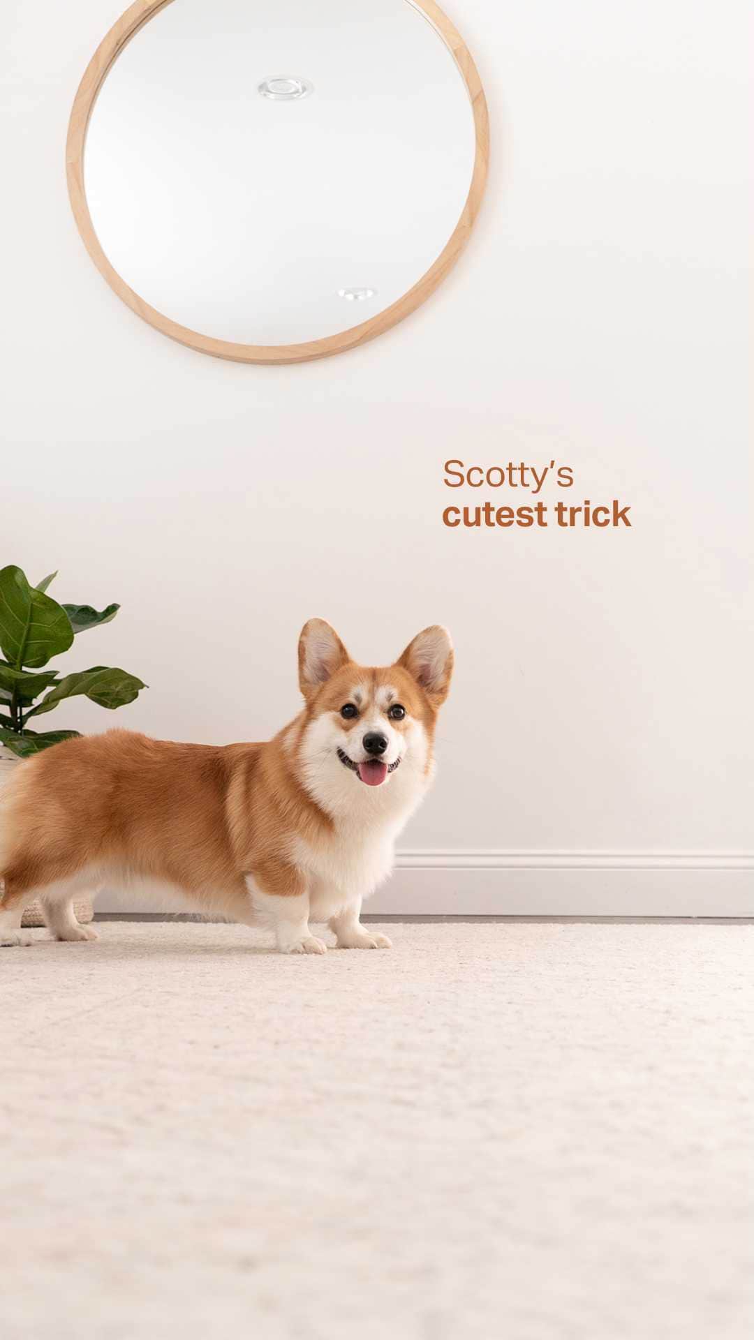 Geordi La Corgiのインスタグラム：「What’s your dog’s cutest trick? 🥺☺️」