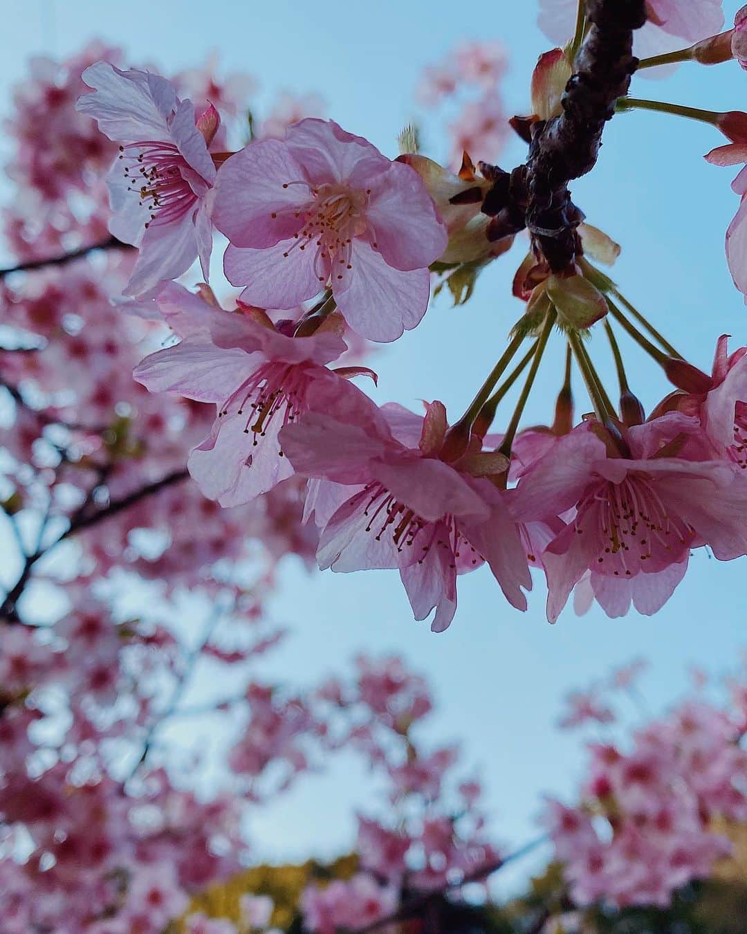 yukaのインスタグラム：「河津桜🌸 ・ ・ ・ #ザ花部 #team_jp_flower  #vsco  #igersjp  #indies_gram  #はなまっぷ #shotoniphone  #apple  #kosai_photo  #河津桜」