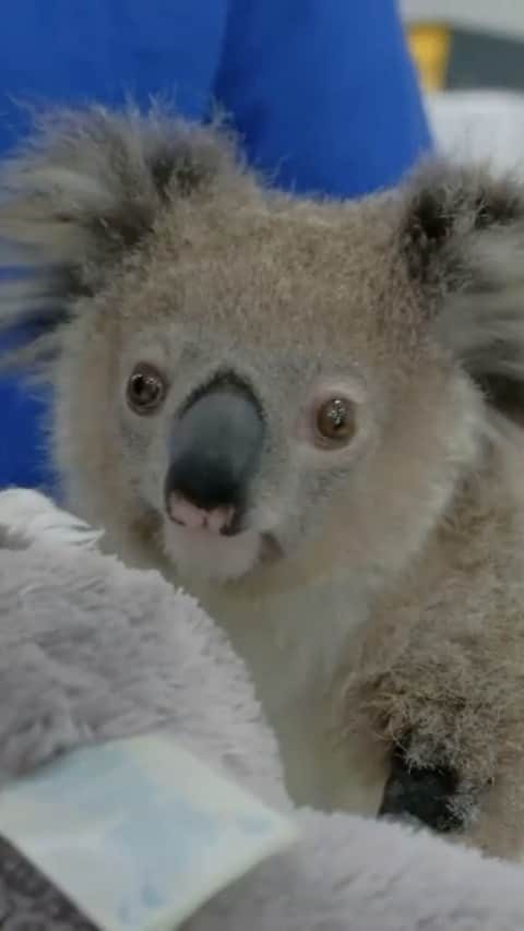 イギー・ポップのインスタグラム：「Hi Friends. If you have a chance, please take a few moments to check out the story of sweet baby Donnie, the Koala, during Wildlife Week. He and so many like him, are the reason I’m lending my voice to the Byron Bay Wildlife Hospital @byronbaywildlife, and all of their efforts. Please donate if you can. Thank you!!!! 🐨🙏   CALL TO ACTION 🐨🐨🐨 Today, we announce the launch of our Wildlife Week Campaign. Our ambitious goal is to raise 👉 $215,000 from today through to 3/3 for #WorldWildLifeWeek  This is the story of Donnie, an orphaned koala rescued by a dedicated wildlife carer named Vickii Lett and brought in to Byron bay Wildlife Hospital for treatment and care.   Orphaned wildlife like Donnie are in crisis every day. Natural disasters, pollution, disease, traffic, overgrazing by domestic stock, over-development and habitat loss are having devastating impacts on native animals. It's an onslaught of threats to which they have almost no defence, and they need our help urgently.   In 2020, we inspired the generosity of hundreds of donors to construct Australia’s Largest Mobile Wildlife Hospital. Byron Bay Wildlife Hospital is up and running, providing full-time veterinary services for wildlife free of charge.  We are asking for donations to meet the logistic and on-ground costs of getting our Mobile Hospital to wildlife in crisis, anywhere in Australia, and the costs of providing expert, full-time veterinary care for injured, traumatised or diseased native animals.   We must give wildlife like Donnie a fighting chance to survive - whether that’s from sickness or injury.  We would like to thank Donnie’s dedicated carer, Vickii Lett from @wireswildliferescue Clarence Valley, @australiazoo, @australianfirefighterscalendar  @currumbinwildlifehospital  and all of the people and wildlife care groups who selflessly dedicate their time and energy to save native wildlife. Let’s make an impact together 💙. Visit the link in our bio to donate @byronbaywildlife」