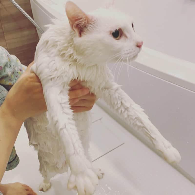花津ハナヨのインスタグラム：「まさか猫の日にこんな目に遭うなんて  #cat #白猫　#お風呂嫌い🐱」