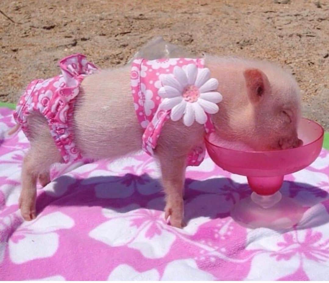 のインスタグラム：「In honor of #NationalMargaritaDay, here is me with my very first pigarita. I was such a lightweight back then.💞🐷#babyprissy #pigarita #swimsuitmodel #PrissyandPop」
