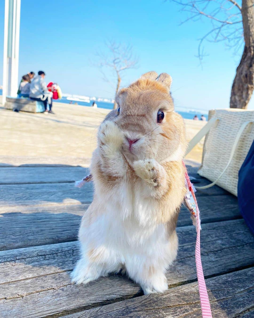 うー & なー ❤️ウチムラのインスタグラム：「* 🐰🎀「かかってきなさいよーっ！」 海を背景にパンチの練習？？  先日の、みなとみらいフラッとうさんぽ⚓️ 芝生は残念ながらまだ枯れていました🍂 桜の頃の平日にまたリベンジかな🌸」