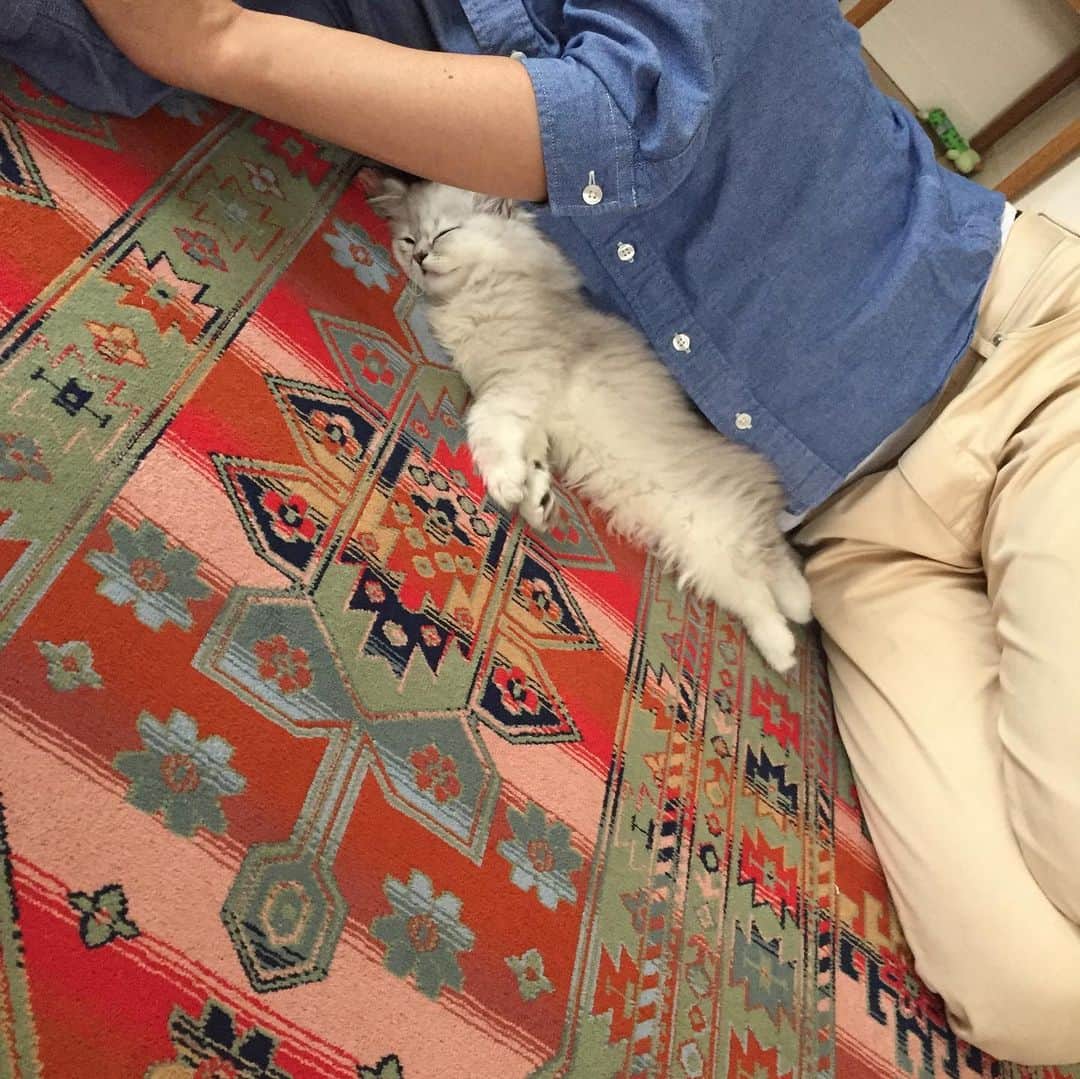 兄弟猫と私と夫の2トムのまいにちさんのインスタグラム写真 - (兄弟猫と私と夫の2トムのまいにちInstagram)「happy 6th birthday to fuchan. ぼく6歳になったなの。 まだ赤ちゃんきぶんだけど シニア一歩手前なのよ。  気が小さくて、でもかんしゃくもちで、気分やで、わがままなとこもあるんだけど、弟思いで優しいふぅちゃん。ずっとずっと一緒にいたいね。  cat#cats#pet#catsofinstagram#catstagram#catstagram_japan#instacat#cutecat#cutepetclub#bestcats#world_kawaii_cat#catoftheday#meow#bestmeow#TheDailyKitten#ねこ#ネコ#猫#ねこ部#ふわもこ部#pecoねこ部#みんねこ#チンチラ#チンチラゴールデン#チンチラシルバー#ペルシャ#みぃ豆#ふぅ豆」2月23日 9時38分 - maamiff