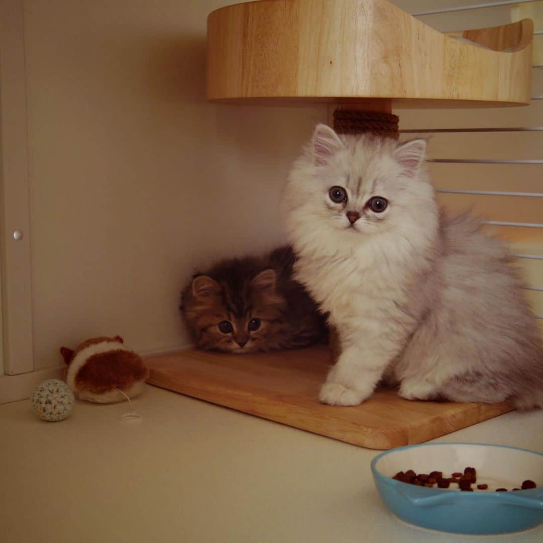 兄弟猫と私と夫の2トムのまいにちさんのインスタグラム写真 - (兄弟猫と私と夫の2トムのまいにちInstagram)「happy 6th birthday to fuchan. ぼく6歳になったなの。 まだ赤ちゃんきぶんだけど シニア一歩手前なのよ。  気が小さくて、でもかんしゃくもちで、気分やで、わがままなとこもあるんだけど、弟思いで優しいふぅちゃん。ずっとずっと一緒にいたいね。  cat#cats#pet#catsofinstagram#catstagram#catstagram_japan#instacat#cutecat#cutepetclub#bestcats#world_kawaii_cat#catoftheday#meow#bestmeow#TheDailyKitten#ねこ#ネコ#猫#ねこ部#ふわもこ部#pecoねこ部#みんねこ#チンチラ#チンチラゴールデン#チンチラシルバー#ペルシャ#みぃ豆#ふぅ豆」2月23日 9時38分 - maamiff