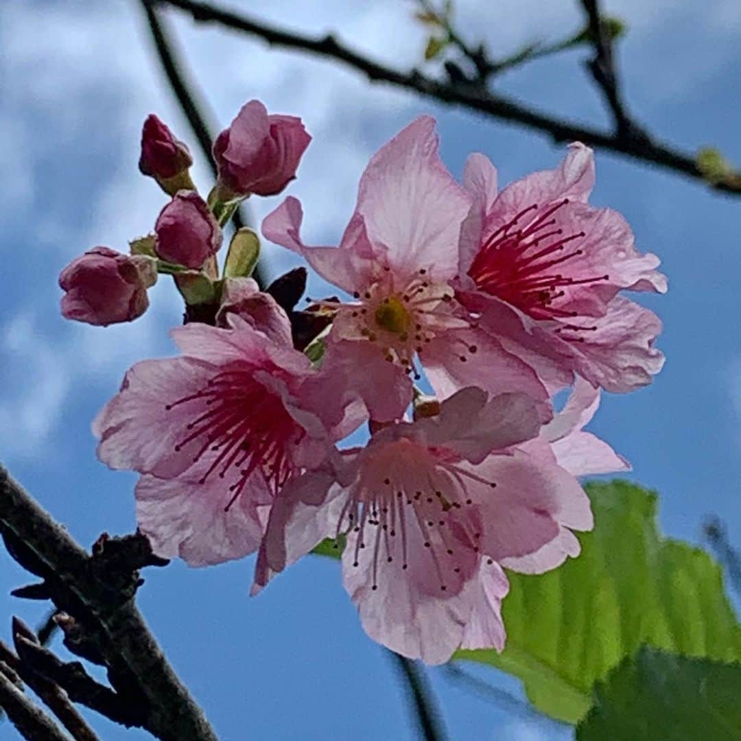 飯島寛子さんのインスタグラム写真 - (飯島寛子Instagram)「Sakura〜♪桜♪ やっとワヒアワ本願寺に桜を見に行きました。  寒緋桜⁈ 緋寒桜⁈緋桜⁈寒桜⁈ どれが正しいの？？  あれ？これだけ？というくらい わずかな桜を見つけて嬉しくなりました。   #桜　#ハワイライフ #ワヒアワ」2月23日 9時45分 - hirokoiijima