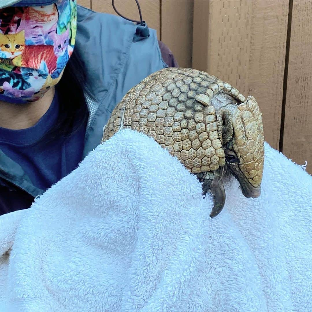 フリーディアさんのインスタグラム写真 - (フリーディアInstagram)「When you get to pet a sloth and see an armadillo so close up, you document it! Such a fun birthday (small) gathering! Thank Yoi @karlakakez for inviting us to the @wildlifelearningcenter Learned so much!! Did you know sloths sleep 20hours a day! * * ナマケモノとアルマジロを触ることができる時はちゃんと写真を残しとかないと！めっちゃ楽しいバースデーだった。 ここはケガしたワイルドな動物をレスキューするとこなの。とっても勉強になったの！ ナマケモノは1日に２０時間も寝るのってしてた？？ #sloth #armadillo #wildlife #sylmar #wildlifelearningcenter #animals #wildanimals #cute #friediamn #friedia #birthdayparty」2月23日 9時46分 - friediamn