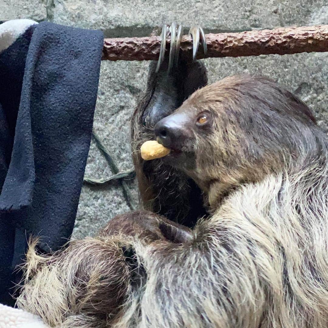 フリーディアさんのインスタグラム写真 - (フリーディアInstagram)「When you get to pet a sloth and see an armadillo so close up, you document it! Such a fun birthday (small) gathering! Thank Yoi @karlakakez for inviting us to the @wildlifelearningcenter Learned so much!! Did you know sloths sleep 20hours a day! * * ナマケモノとアルマジロを触ることができる時はちゃんと写真を残しとかないと！めっちゃ楽しいバースデーだった。 ここはケガしたワイルドな動物をレスキューするとこなの。とっても勉強になったの！ ナマケモノは1日に２０時間も寝るのってしてた？？ #sloth #armadillo #wildlife #sylmar #wildlifelearningcenter #animals #wildanimals #cute #friediamn #friedia #birthdayparty」2月23日 9時46分 - friediamn