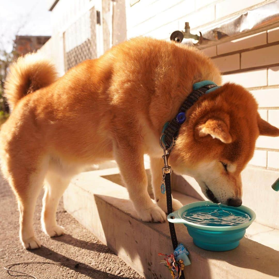 まる（まるたろう）さんのインスタグラム写真 - (まる（まるたろう）Instagram)「Good morning!✨🐶✨おはまる〜！お散歩いっぱいしたら喉乾いちゃった😋 #がぶ飲み #パパも飲んでいいよ #遠慮せんと #ほら #はよ」2月23日 9時54分 - marutaro