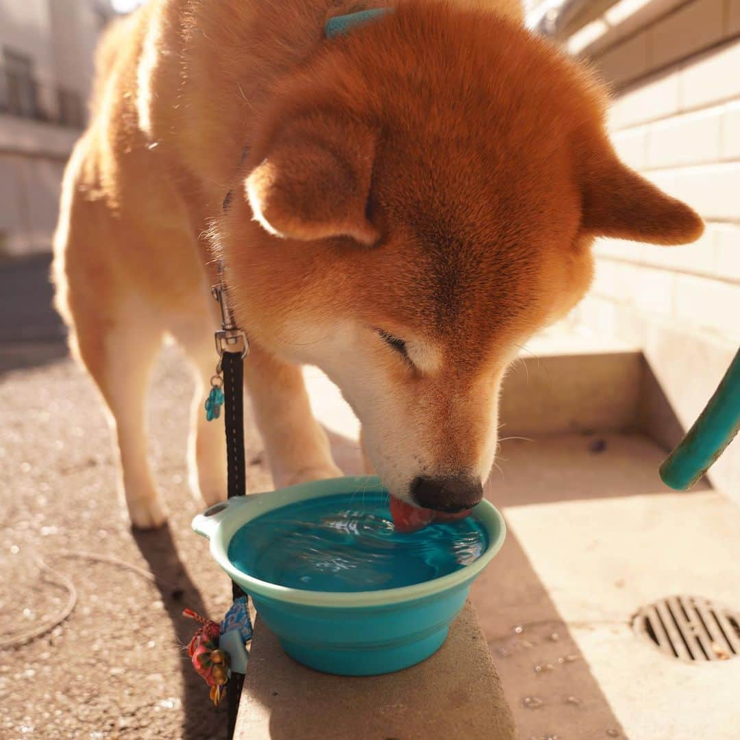 まる（まるたろう）さんのインスタグラム写真 - (まる（まるたろう）Instagram)「Good morning!✨🐶✨おはまる〜！お散歩いっぱいしたら喉乾いちゃった😋 #がぶ飲み #パパも飲んでいいよ #遠慮せんと #ほら #はよ」2月23日 9時54分 - marutaro