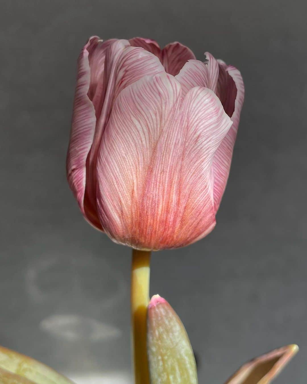 池田莉子のインスタグラム：「最近はこのチューリップちゃんに 会いたくて、早く家に帰ってしまう日々。。 美しい🤍 #tulip」