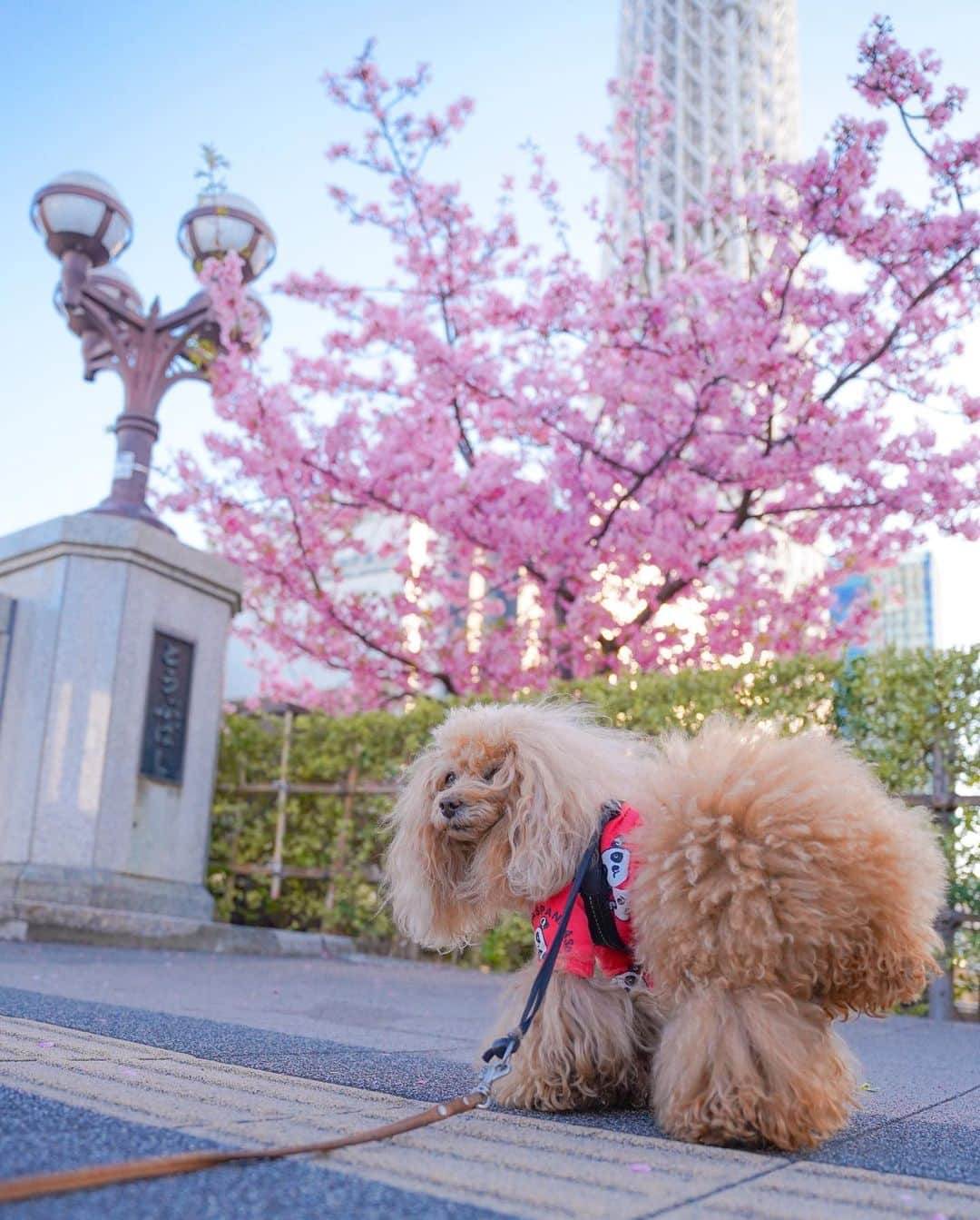 Toypoodle Mikuru?Asakusa Tokyoのインスタグラム：「20210223 Tuesday. Good morning ! Friends 💓  今朝は毎年恒例の スカイツリー✖️河津桜🌸✖️みきゅるんの撮影してきました🥰 今が見頃❣️満開です🌸  朝早すぎると暗くて撮れないので、いつもより遅い時間に行ったら、本気カメラ📷の人がたくさんいました😳  みきゅるん連れてるので邪魔になりそうなので、ササっと撮って早々に退散😄 お家帰ってから、浅草寺までお散歩に行ってきましたー😆 みきゅるんはお疲れになったようで、ご飯食べるとイビキかいて爆睡☺️  私もお昼まで寝ようかなぁ🤔  #東京スカイツリー #tokyoskytree  #河津桜 #sonya7iii  #sigma2470mmf28art」
