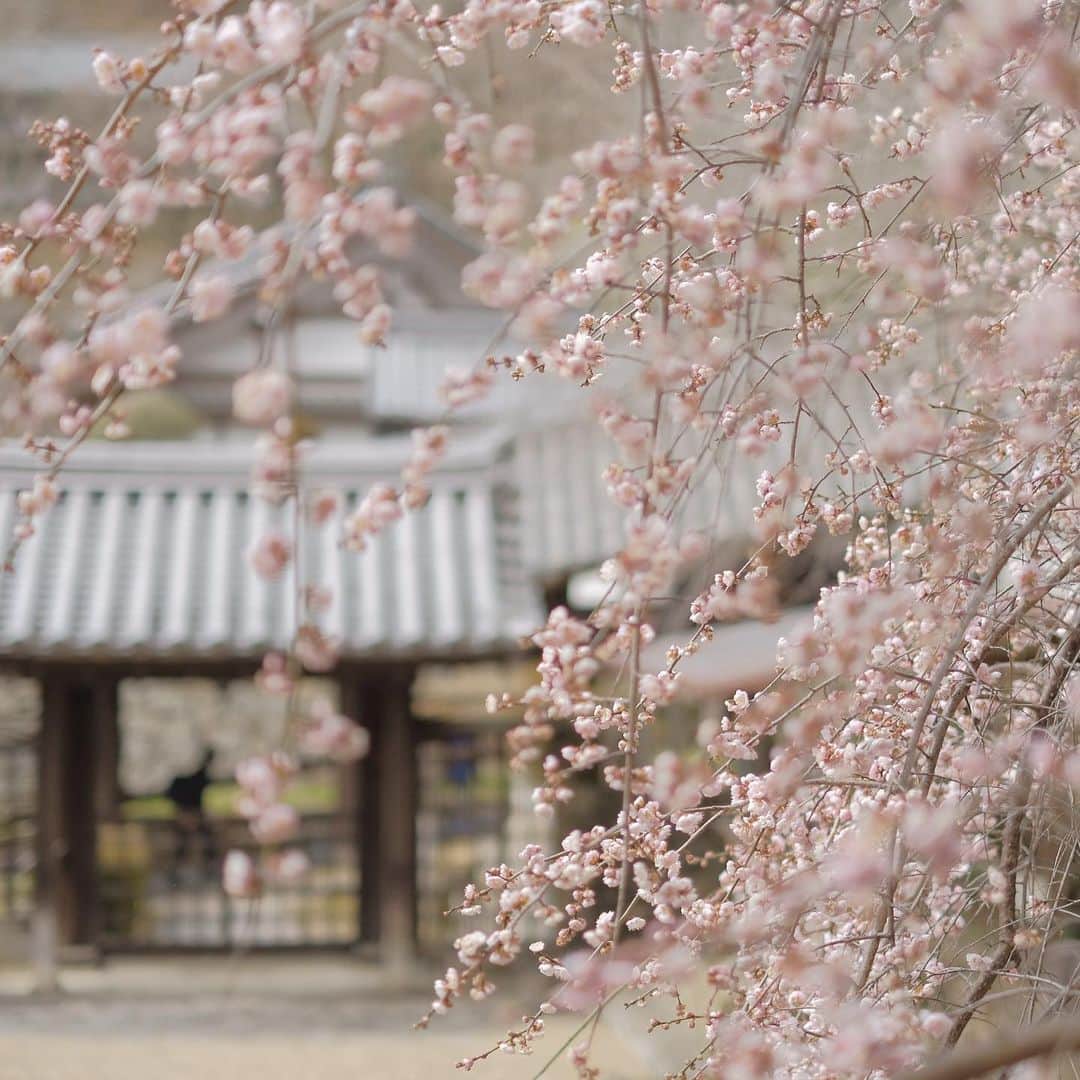 奈良 長谷寺 / nara hasederaのグルメインスタ