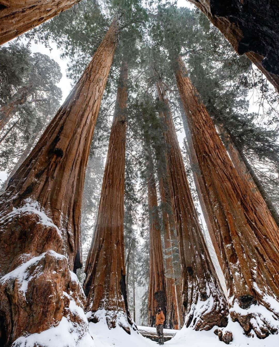 アメリカ内務省さんのインスタグラム写真 - (アメリカ内務省Instagram)「Time spent among the giants at Sequoia and Kings Canyon National Parks in #California gives us moments of awe. This dramatic landscape testifies to nature's size, beauty and diversity—huge mountains, rugged foothills, deep canyons, vast caverns and the world's largest trees. If you're short on time, a one-hour drive takes you up to the Giant Forest Grove of #sequoia trees, including the General Sherman Tree, the largest living thing on earth. Photo courtesy of Mark Bouldoukian (@markian.b). #usinterior #RecreateResponsibly」2月23日 10時05分 - usinterior