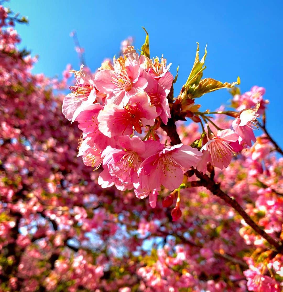 飯田圭織さんのインスタグラム写真 - (飯田圭織Instagram)「おはようございます😃 よいお天気ですね。しかし、、お薬を飲んでいますが点鼻薬も目薬をしても花粉が辛いです😭😭 代々木公園に咲いていた河津桜がとても綺麗でした🌸 春ですね。 #河津桜 #綺麗 #代々木公園」2月23日 10時06分 - iidakaori.official