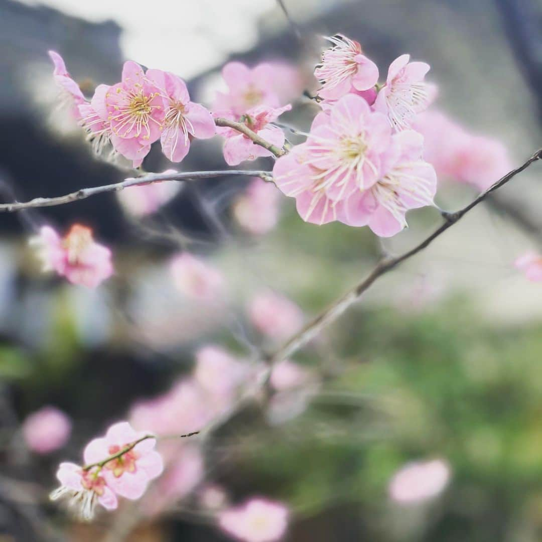 宮田麺児さんのインスタグラム写真 - (宮田麺児Instagram)「氏神様に挨拶行ってから出番 #パワースポット #パワースポット巡り #豊崎神社#御利益」2月23日 10時09分 - miyatamenji