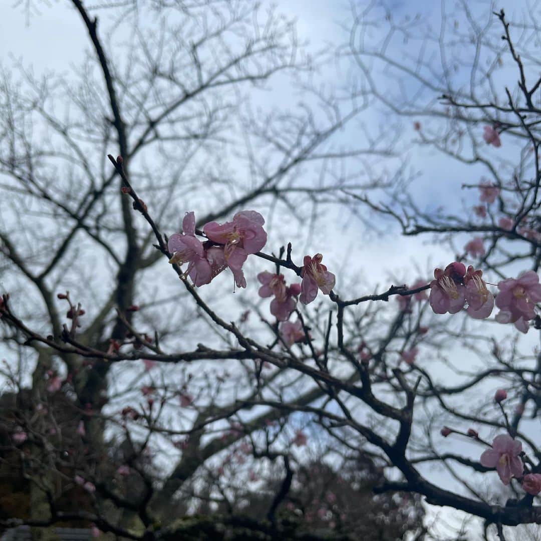 青山倫子さんのインスタグラム写真 - (青山倫子Instagram)「春見ぃつけた🌸 昨日おとといと暖かかったけど、 今日からまた寒いらしい。 寒暖差にお気を付けてください。 どーにもこーにも目がかゆい。。 しっかりと体でも春を感じているわ。 景色が春めいてきて、何だかワクワクするね。  #青山倫子 #桜 #花粉症 #目がかゆい #春を感じるね #目薬が手放せない」2月23日 10時21分 - noriko_aoyama1229