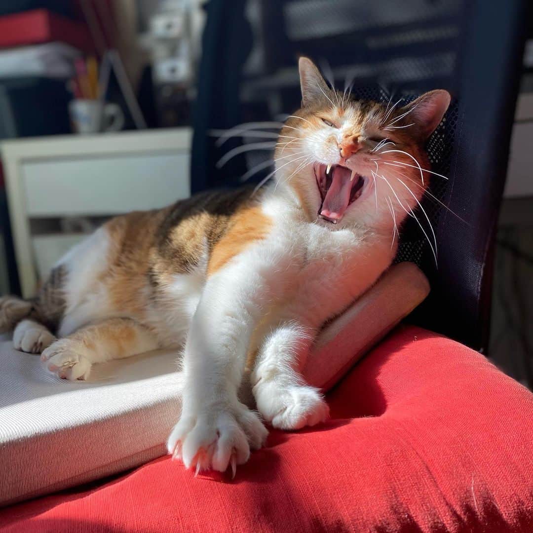 山田稔明さんのインスタグラム写真 - (山田稔明Instagram)「おはよ。けっきょく今日も猫の日ね。 #ポチ実 #チミあくび」2月23日 10時26分 - toshiakiyamada