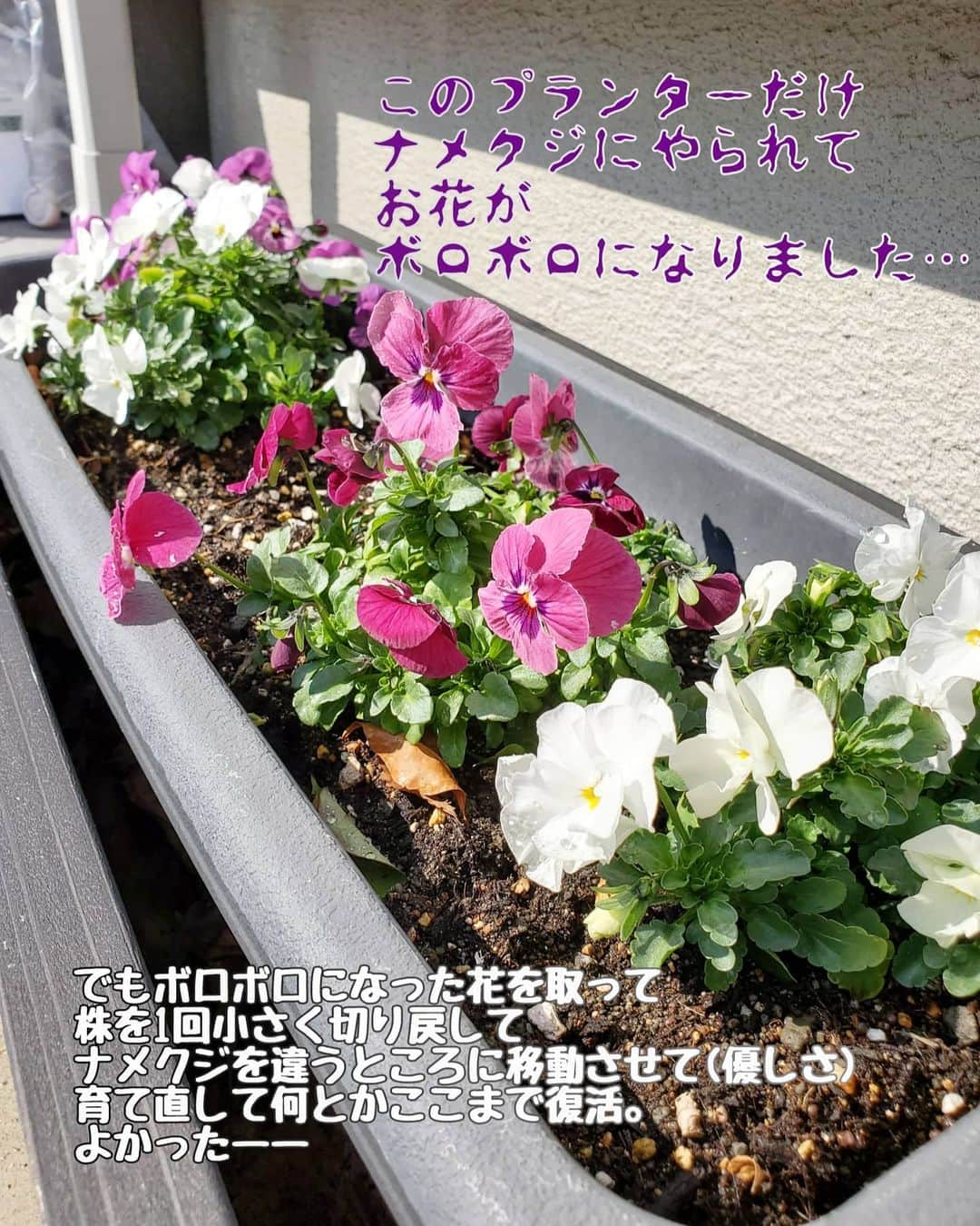 koyukkuma 一条工務店さんのインスタグラム写真 - (koyukkuma 一条工務店Instagram)「• 最近お庭のお花を載せてなかったけど、冬の定番ビオラとパンジーがお店に並び始めた秋ぐらいに買ってきて、植えて楽しんでますよ～～💐 • 去年は色んな種類の冬のお花を植えたけど、今年はビオラパンジー尽くしにしてみました👐 • お店にあった全色買ったよ🤭 これ以外にもまだ出会ってない色があるのかな？？ • ビオラは何と言っても丈夫！ 大したお手入れ要らずでたくさんのお花を咲かせてくれます💐 • もりもりに咲いたら暇な時間見つけて切り戻して、切ったお花を集めてガラスの器に生けてお部屋でも楽しんでます❤ • ビオラの香りがめっちゃ好き！ 天然の芳香剤😍 お部屋の雰囲気も明るくなるし最高。 • 初夏まで長く楽しめるビオラ、大好きです❤」2月23日 10時27分 - kumasan_ismart