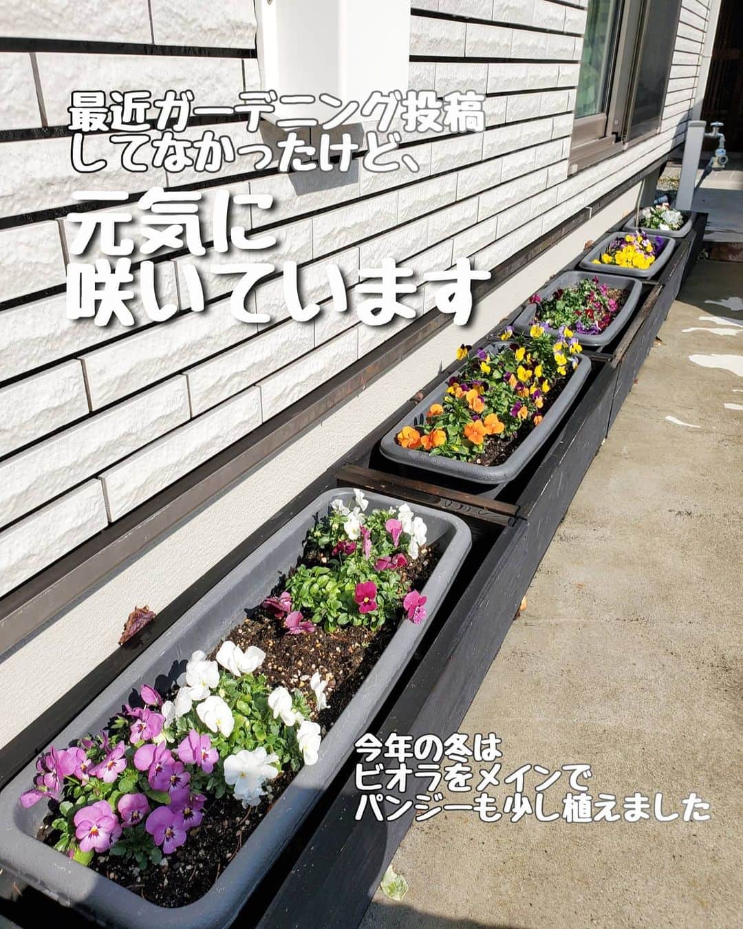 koyukkuma 一条工務店さんのインスタグラム写真 - (koyukkuma 一条工務店Instagram)「• 最近お庭のお花を載せてなかったけど、冬の定番ビオラとパンジーがお店に並び始めた秋ぐらいに買ってきて、植えて楽しんでますよ～～💐 • 去年は色んな種類の冬のお花を植えたけど、今年はビオラパンジー尽くしにしてみました👐 • お店にあった全色買ったよ🤭 これ以外にもまだ出会ってない色があるのかな？？ • ビオラは何と言っても丈夫！ 大したお手入れ要らずでたくさんのお花を咲かせてくれます💐 • もりもりに咲いたら暇な時間見つけて切り戻して、切ったお花を集めてガラスの器に生けてお部屋でも楽しんでます❤ • ビオラの香りがめっちゃ好き！ 天然の芳香剤😍 お部屋の雰囲気も明るくなるし最高。 • 初夏まで長く楽しめるビオラ、大好きです❤」2月23日 10時27分 - kumasan_ismart