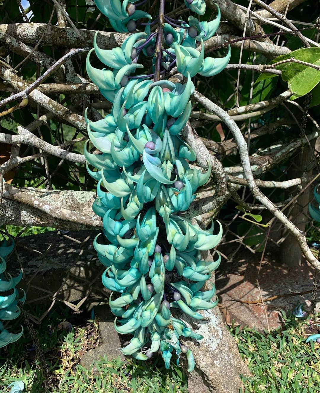 飯島寛子さんのインスタグラム写真 - (飯島寛子Instagram)「Jade vine  素敵な色  #ワヒアワボタニカルガーデン #ハワイライフ　#南国植物」2月23日 10時51分 - hirokoiijima