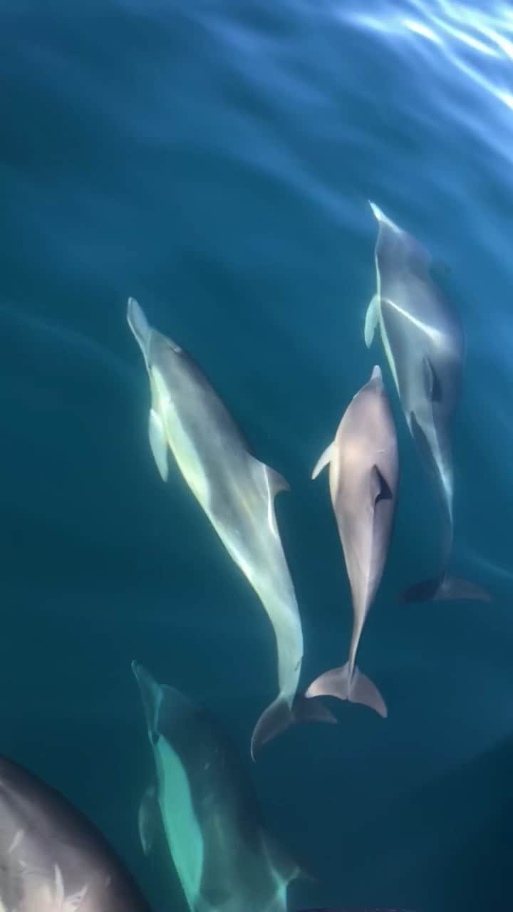 Chase Dekker Wild-Life Imagesのインスタグラム：「Bow-riding never gets old 🐬」