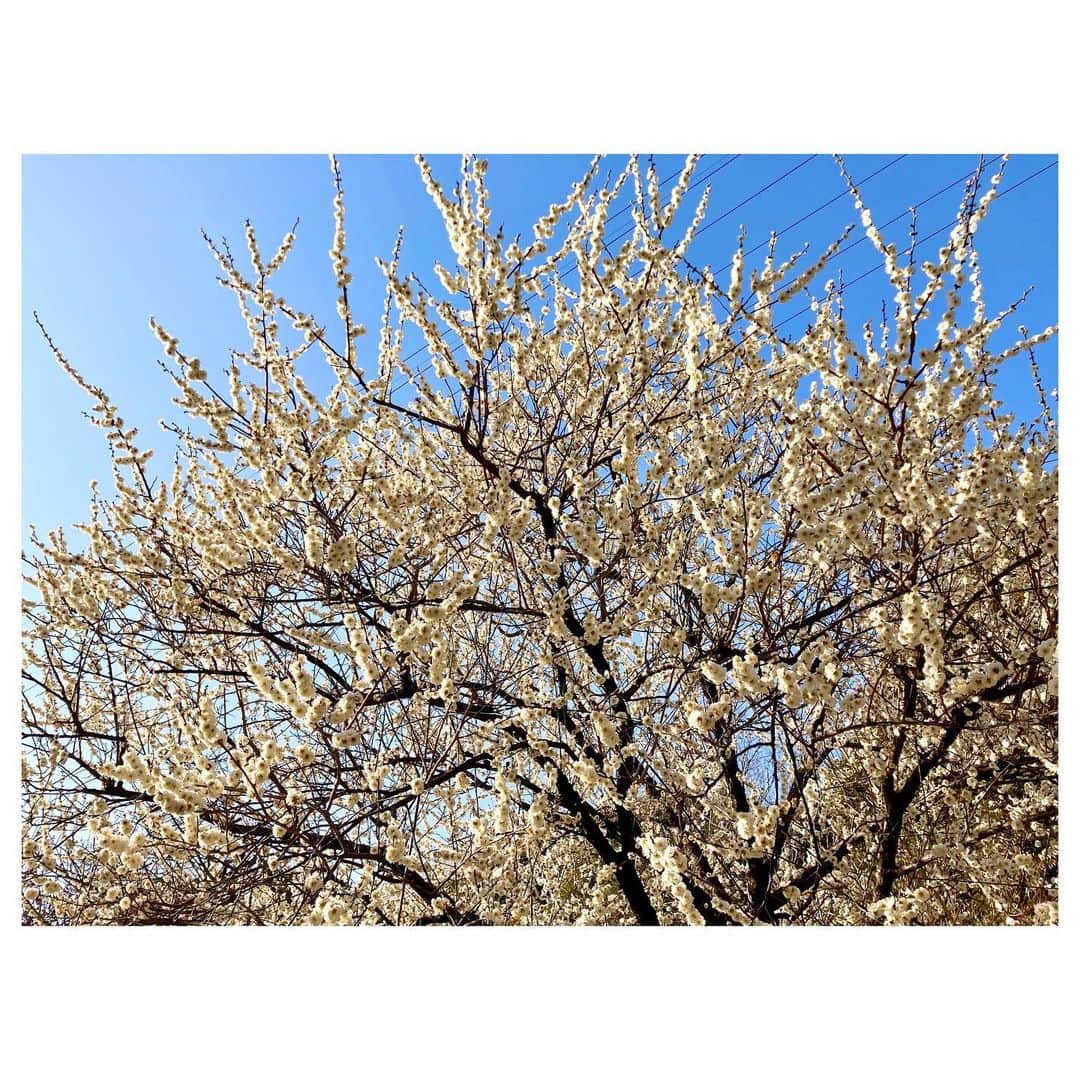 キタキマユさんのインスタグラム写真 - (キタキマユInstagram)「見事な梅の花が咲いていました🤲💕  梅は桜とはまた違って 『私ここで咲いてます✨そう、ここですここです🙆‍♀️💕』 みたいな、とても堂々とした存在感を放ってる気がします☺️🌸✨  最近ちょっとしたサイクリングにハマっていて、程よく汗をかくのが気持ちよくて楽しいです🚲💖  帰りに、見たことのない、不思議な黄色いお花を咲かせた木も見つけたのですが💡✨ これは、なんていう植物なんだろう？？🤔💕  しずくの背中は、今日も丸くて雪だるまのようです😂✨（笑）  #サイクリング  #梅の花  #plumblossom  #堂々としてる  #不思議な植物に遭遇 🪴 #しずくのまるい背中 🐈💕 #もうすぐ春 🌸 #springcomesoon  #kitakimayu #キタキマユ」2月23日 11時00分 - kitakimayu_official
