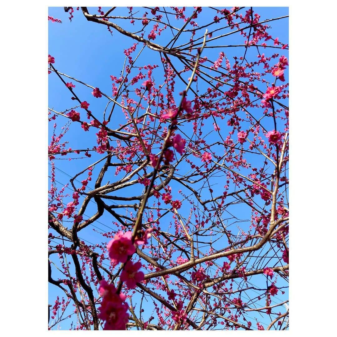 キタキマユのインスタグラム：「見事な梅の花が咲いていました🤲💕  梅は桜とはまた違って 『私ここで咲いてます✨そう、ここですここです🙆‍♀️💕』 みたいな、とても堂々とした存在感を放ってる気がします☺️🌸✨  最近ちょっとしたサイクリングにハマっていて、程よく汗をかくのが気持ちよくて楽しいです🚲💖  帰りに、見たことのない、不思議な黄色いお花を咲かせた木も見つけたのですが💡✨ これは、なんていう植物なんだろう？？🤔💕  しずくの背中は、今日も丸くて雪だるまのようです😂✨（笑）  #サイクリング  #梅の花  #plumblossom  #堂々としてる  #不思議な植物に遭遇 🪴 #しずくのまるい背中 🐈💕 #もうすぐ春 🌸 #springcomesoon  #kitakimayu #キタキマユ」