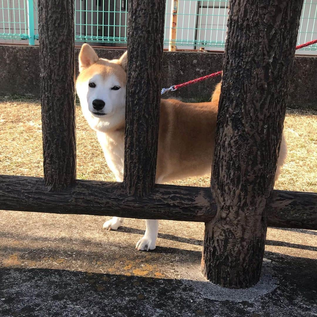 柴犬のモモさんのインスタグラム写真 - (柴犬のモモInstagram)「おはようございます。ボール遊びしたのでニッコニコなモモさん #いぬ #イヌ #犬 #柴犬 #赤柴 #日本犬 #犬バカ部 #ふわもこ部 #いぬら部 #癒しわんこ #柴犬マニア #犬のいる暮らし #口角キュキュッと部 #shiba #shibainu #shibadog #dogstagram #dogsofinstagram #shibastagram #shibasofinstagram #shibamania #inu #instadog #toyota_dog」2月23日 11時11分 - shi_ba_i_nu_momo