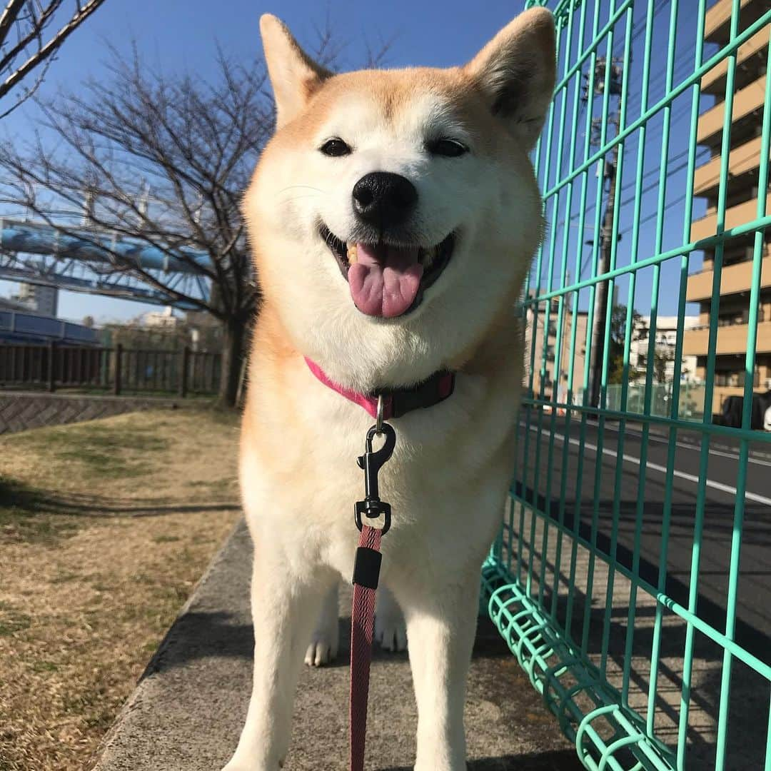 柴犬のモモのインスタグラム：「おはようございます。ボール遊びしたのでニッコニコなモモさん #いぬ #イヌ #犬 #柴犬 #赤柴 #日本犬 #犬バカ部 #ふわもこ部 #いぬら部 #癒しわんこ #柴犬マニア #犬のいる暮らし #口角キュキュッと部 #shiba #shibainu #shibadog #dogstagram #dogsofinstagram #shibastagram #shibasofinstagram #shibamania #inu #instadog #toyota_dog」